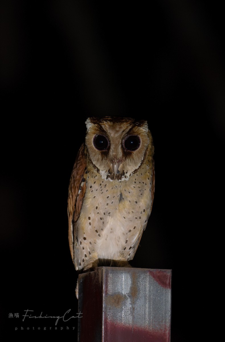 Oriental Bay-Owl - ML619987344