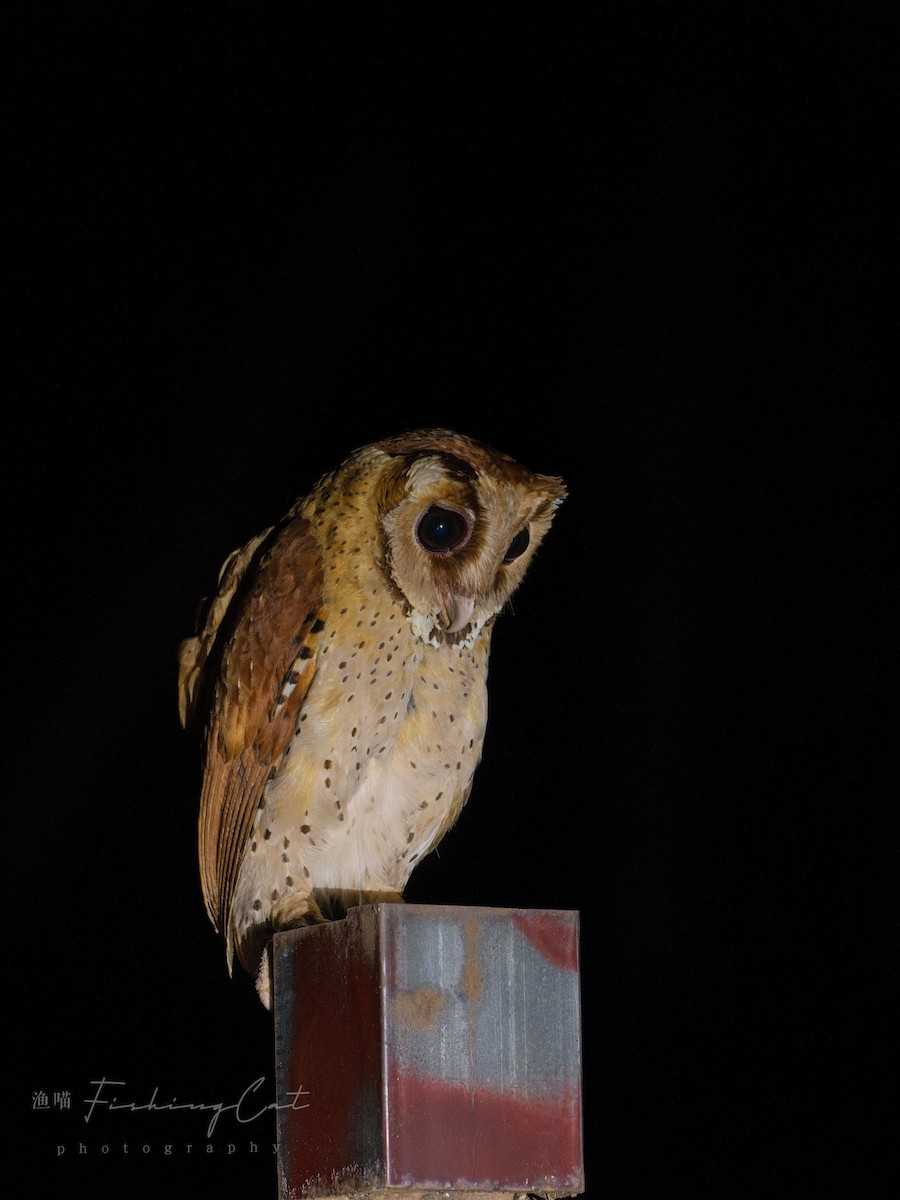 Oriental Bay-Owl - ML619987345