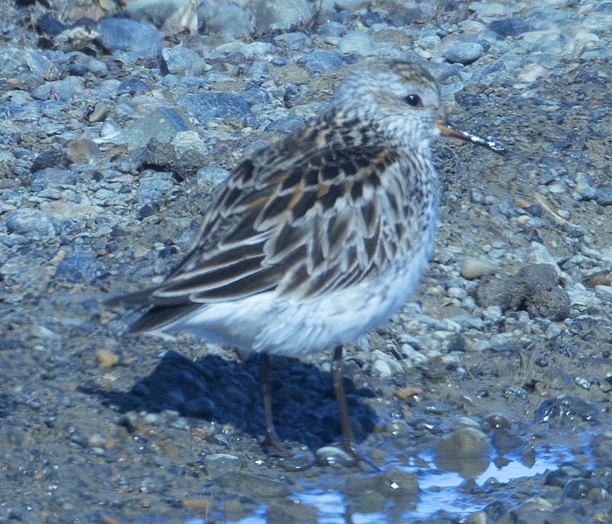 Weißbürzel-Strandläufer - ML619987347