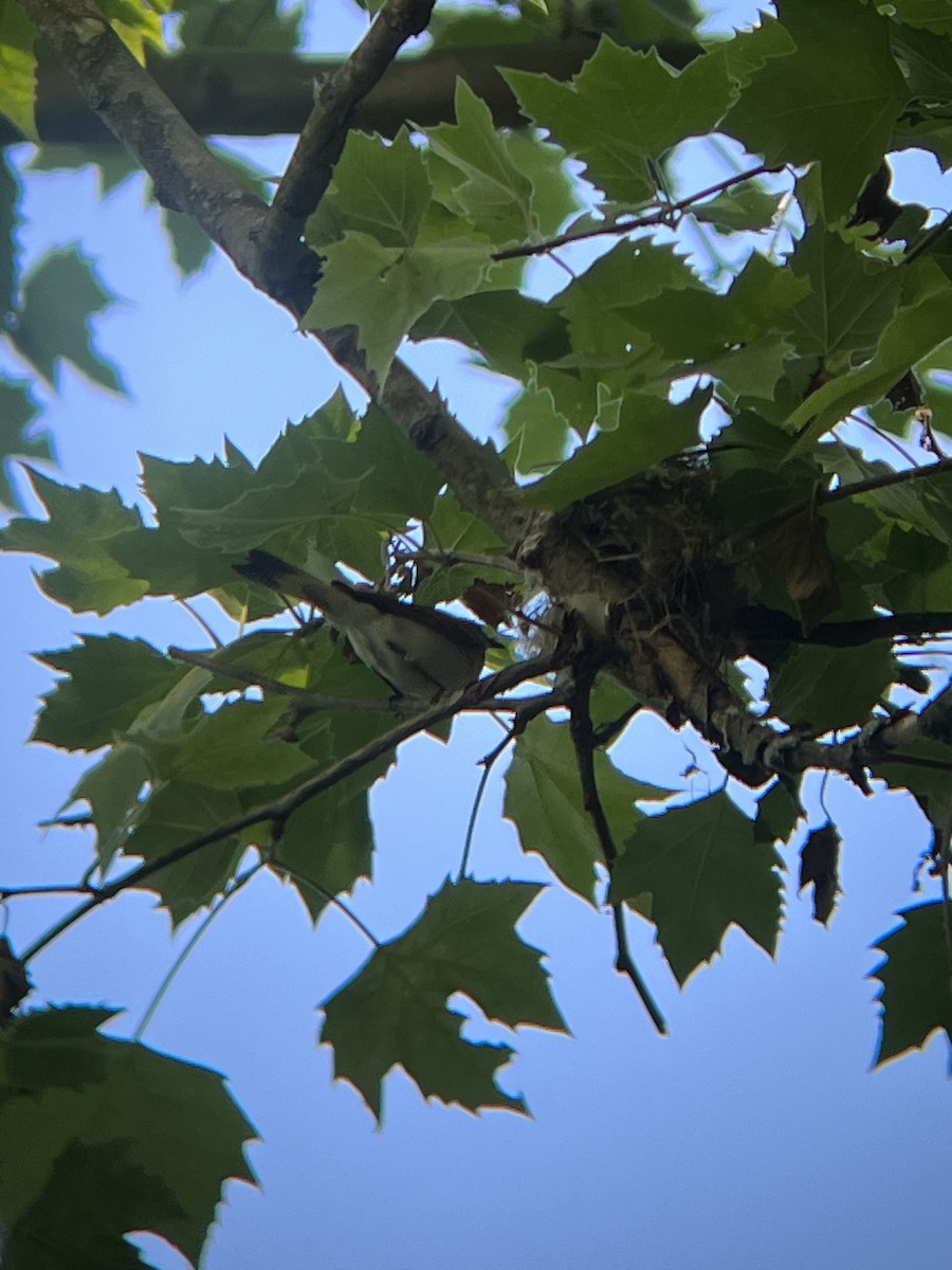 American Redstart - ML619987350