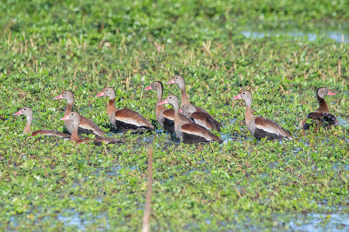 Black-bellied Whistling-Duck - ML619987353