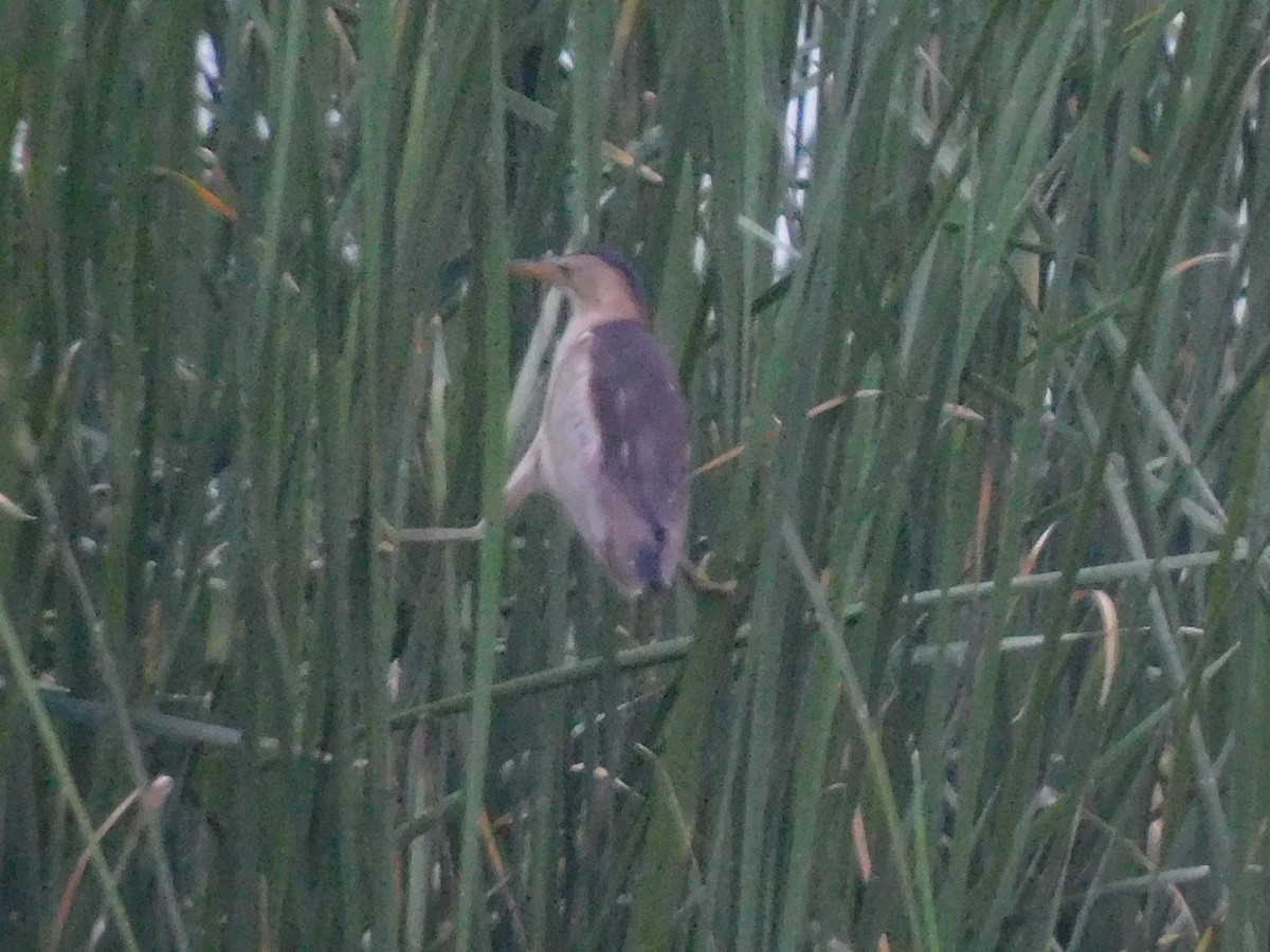 Little Bittern - ML619987355