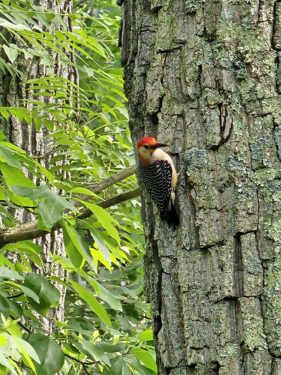 Red-bellied Woodpecker - ML619987361