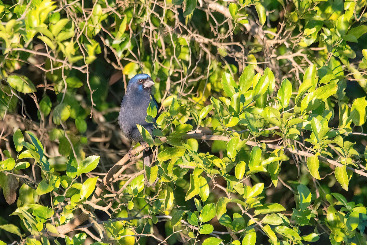 Ultramarine Grosbeak - ML619987363