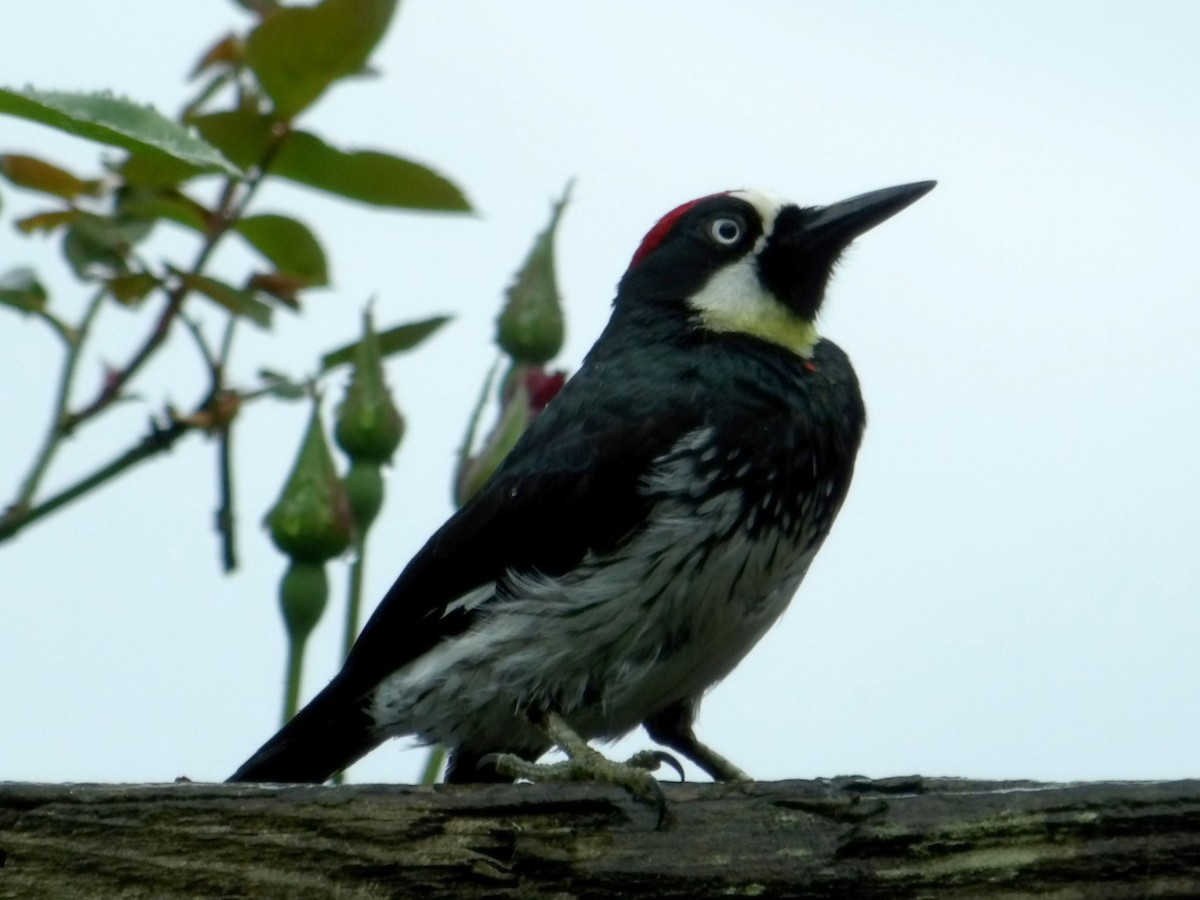 Acorn Woodpecker - ML619987366