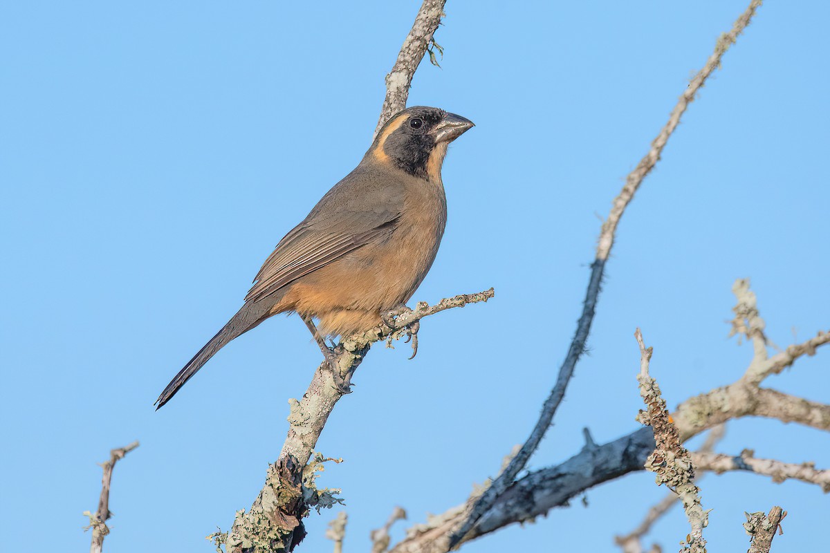 Saltator à bec orange - ML619987368