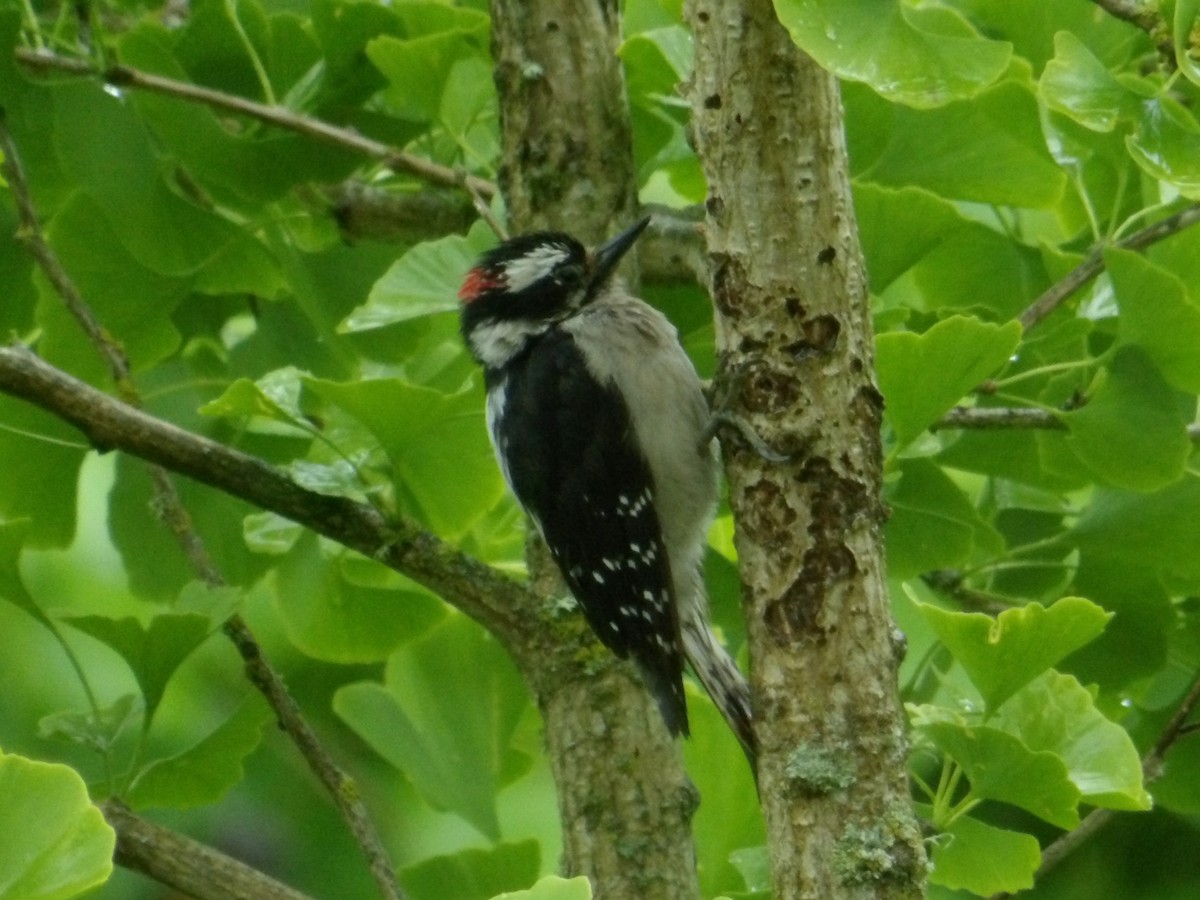 Downy Woodpecker - ML619987369