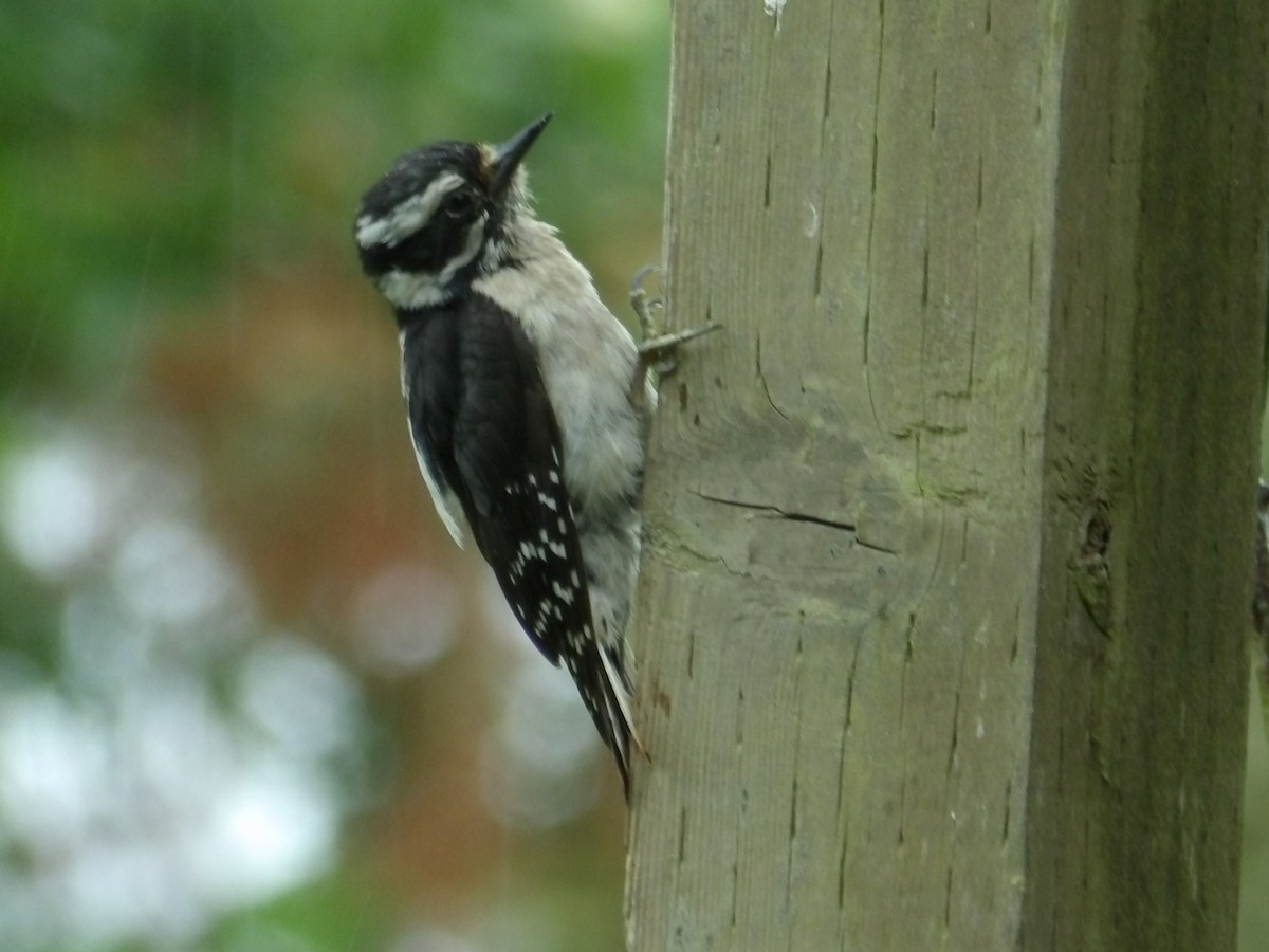 Downy Woodpecker - ML619987370