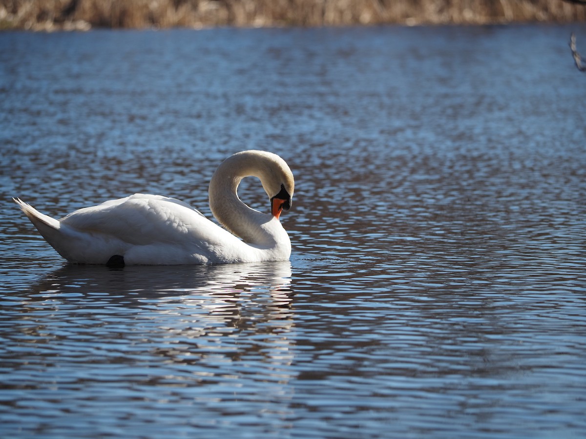 Cygne tuberculé - ML619987387