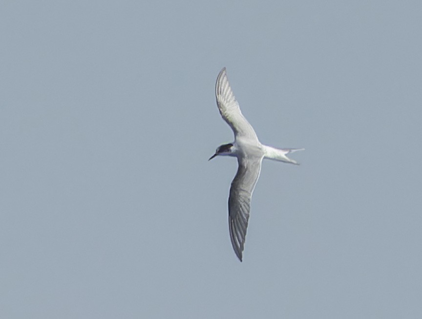 Arctic Tern - ML619987389