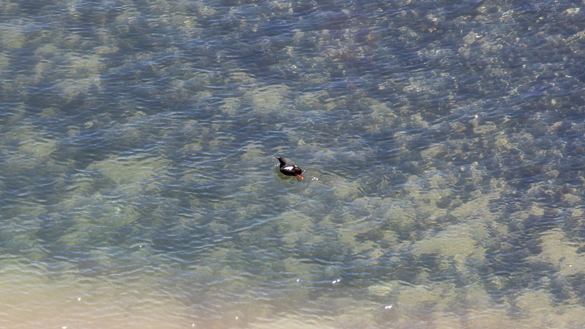 Pigeon Guillemot - ML619987393