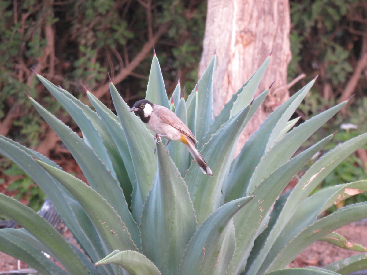 White-eared Bulbul - ML619987401