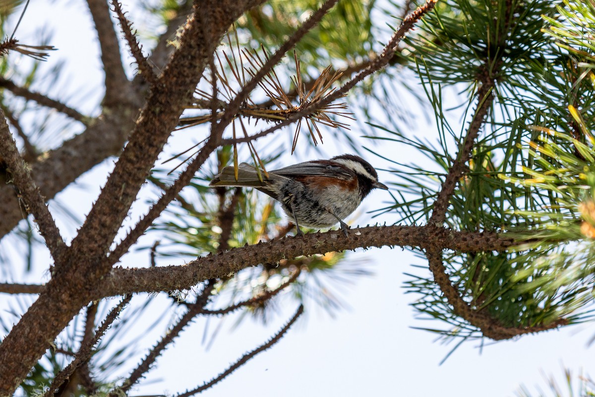 Chestnut-backed Chickadee - ML619987410