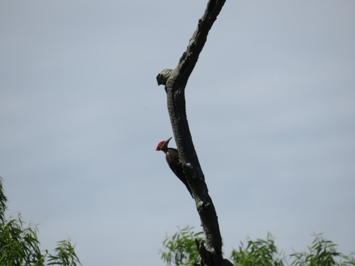 Pileated Woodpecker - ML619987412