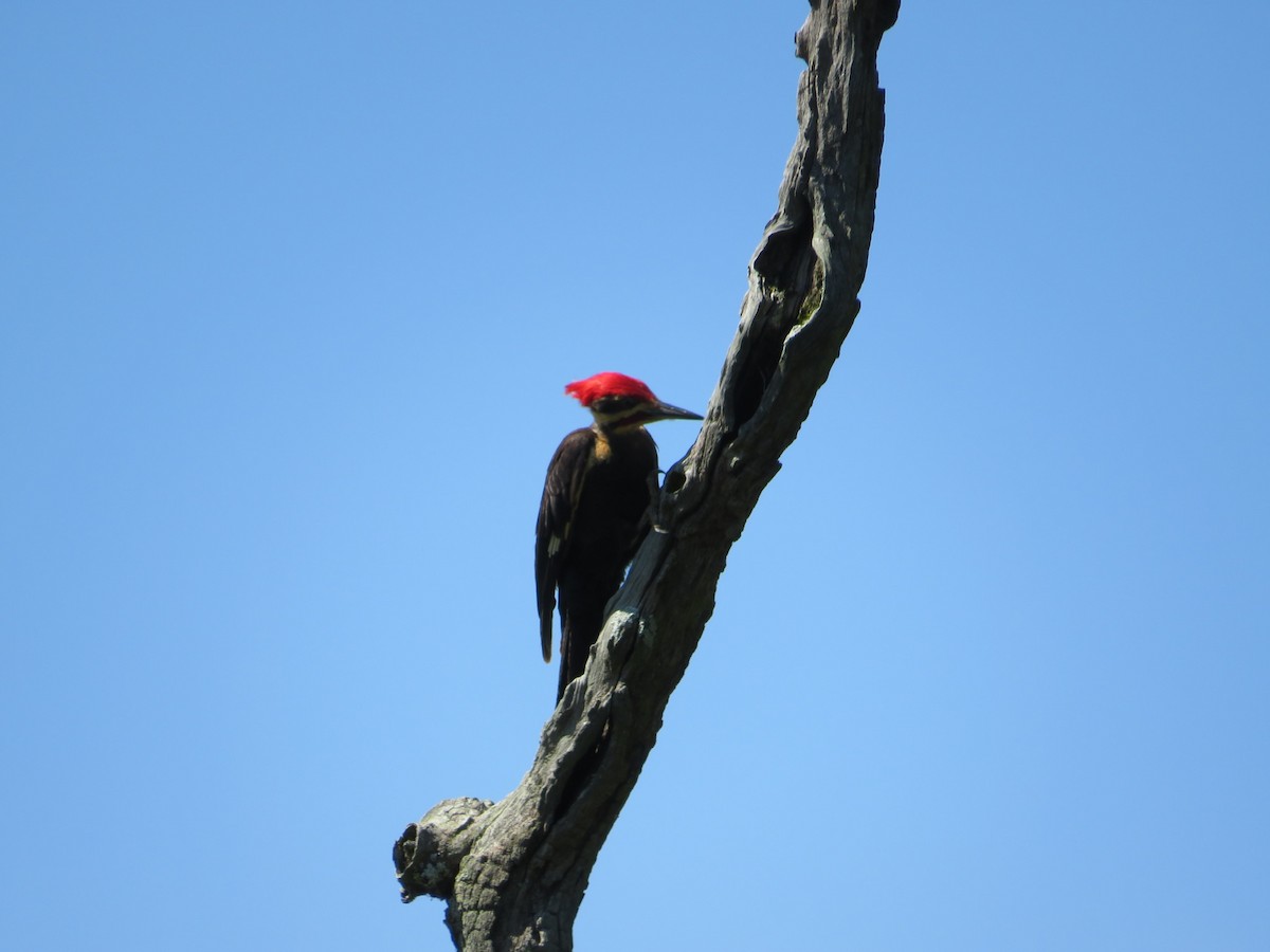 Pileated Woodpecker - Anne Thompson