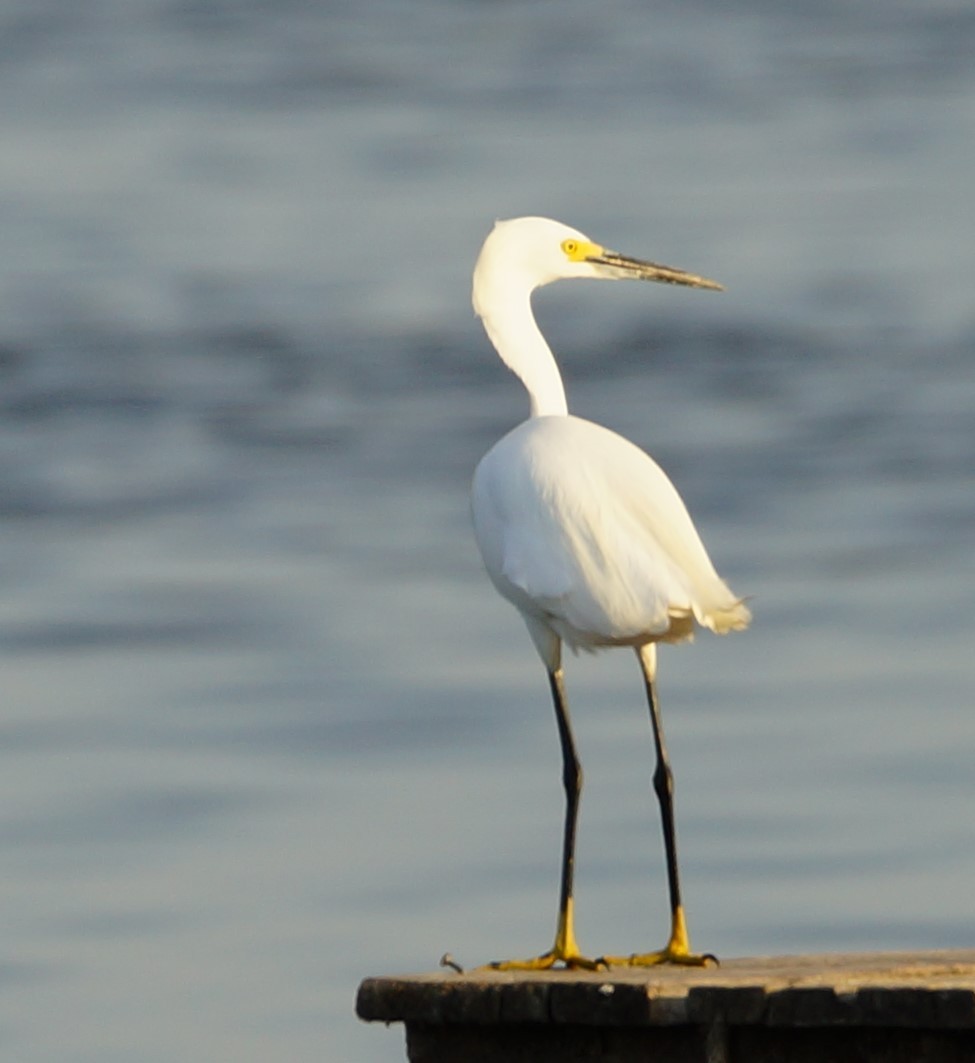 Snowy Egret - ML619987416