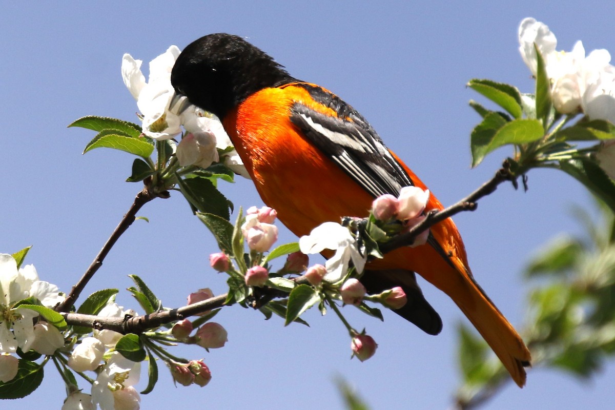 Baltimore Oriole - ML619987418