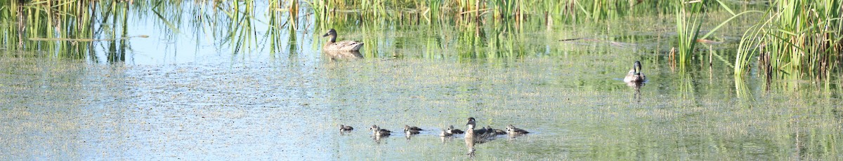 Wood Duck - ML619987431