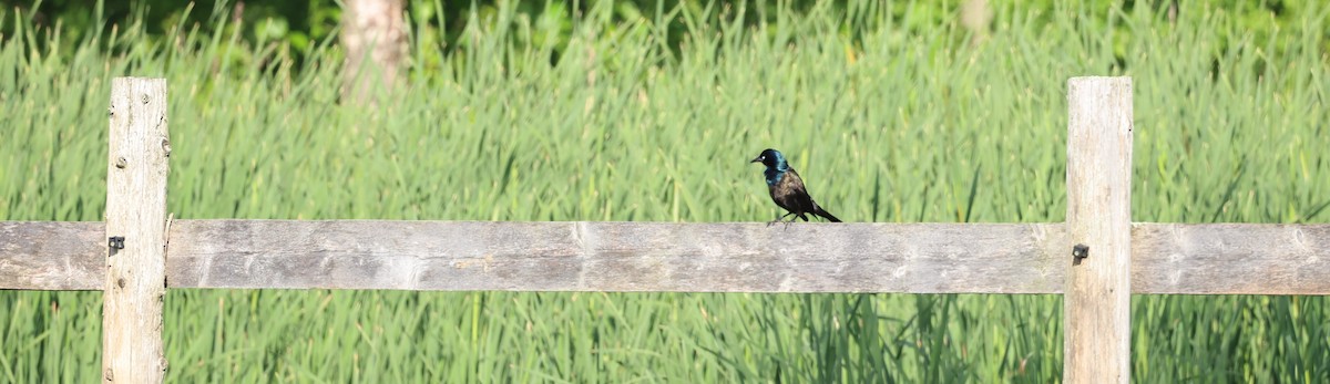 Common Grackle - ML619987440