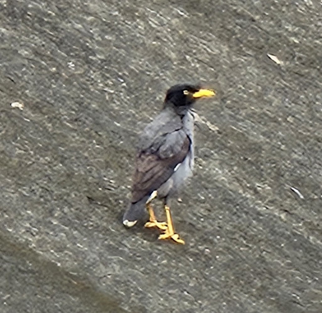 Javan Myna - ML619987444