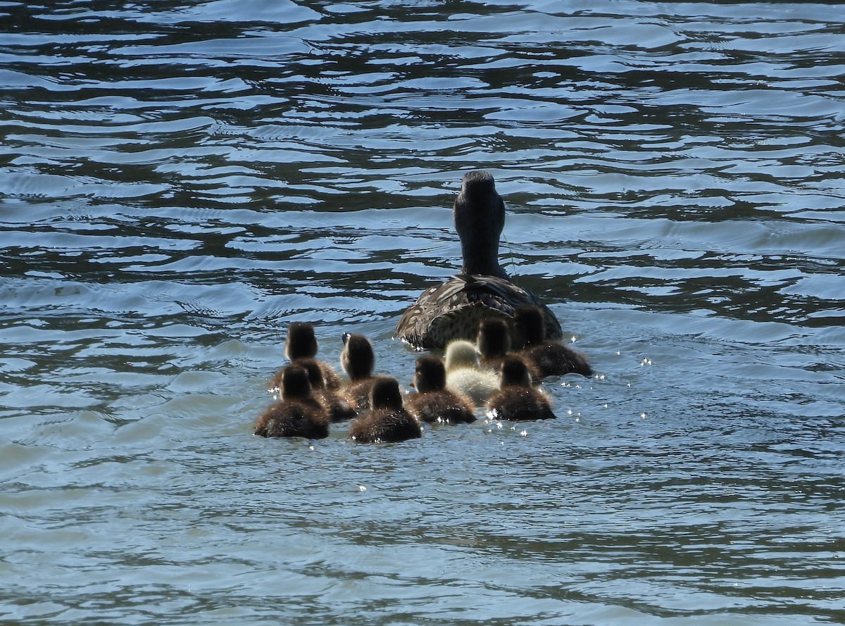 Canard colvert - ML619987450