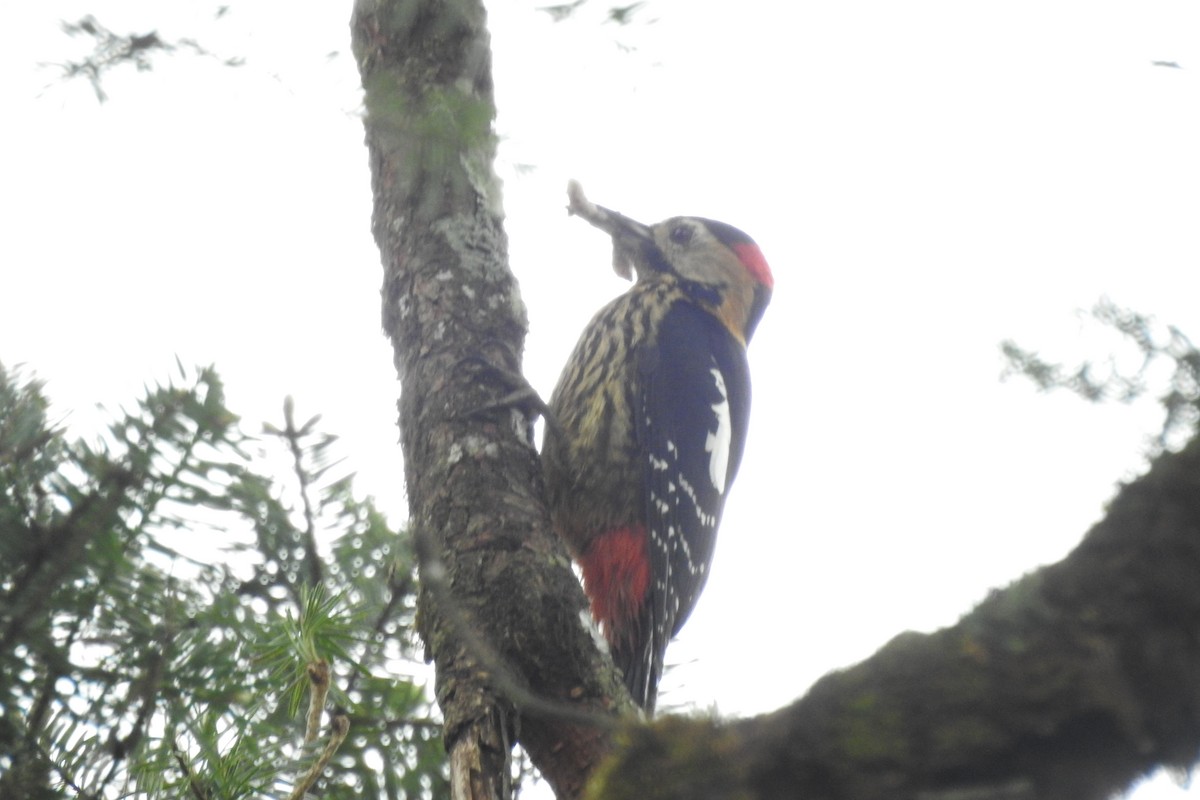 Darjeeling Woodpecker - ML619987457