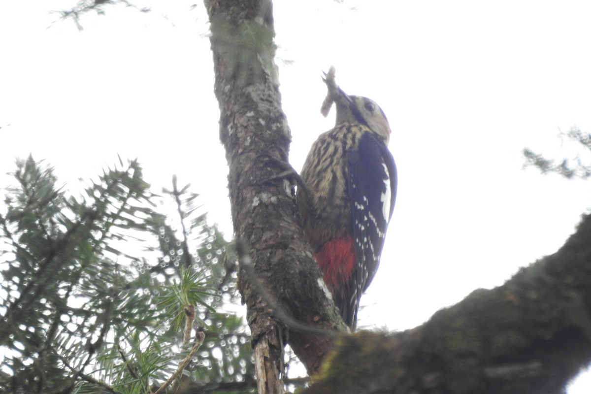 Darjeeling Woodpecker - Zhanyi Lin