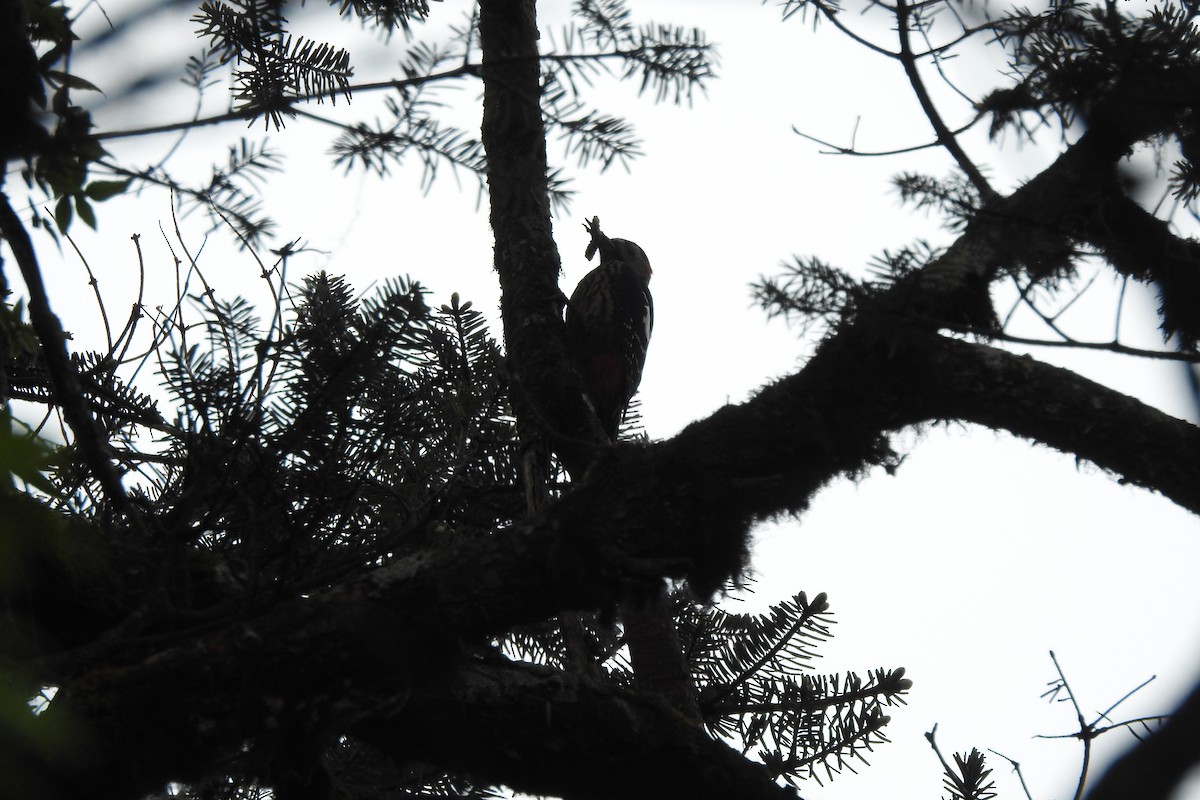 Darjeeling Woodpecker - ML619987459