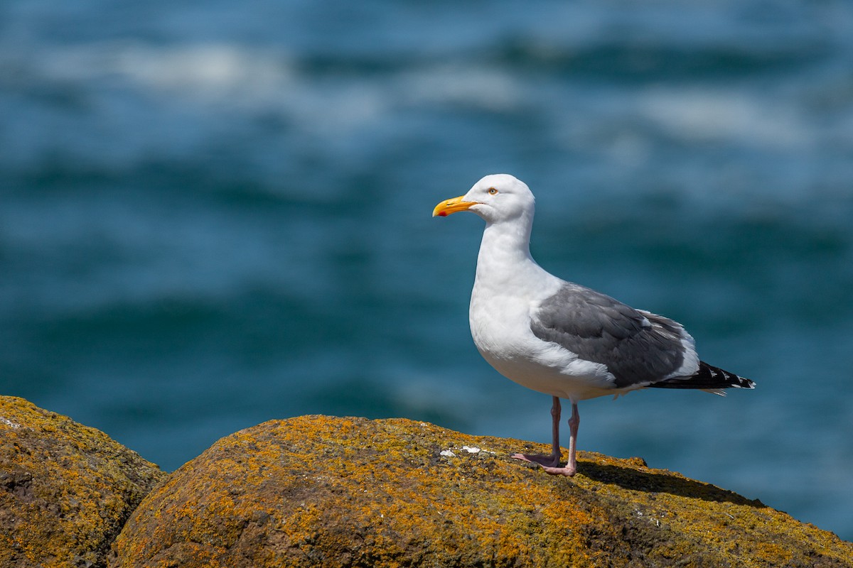 Gaviota Occidental - ML619987461