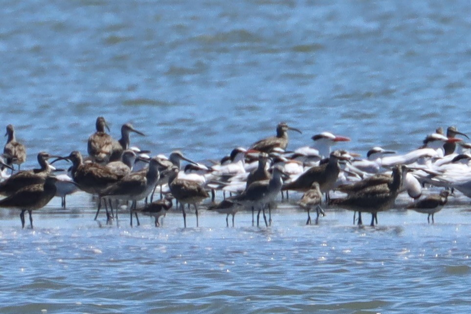 Elegant Tern - ML619987469