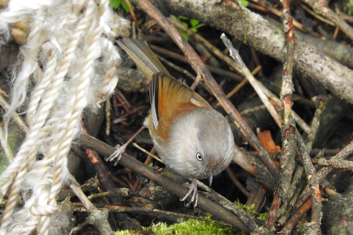 Gray-hooded Fulvetta - ML619987470