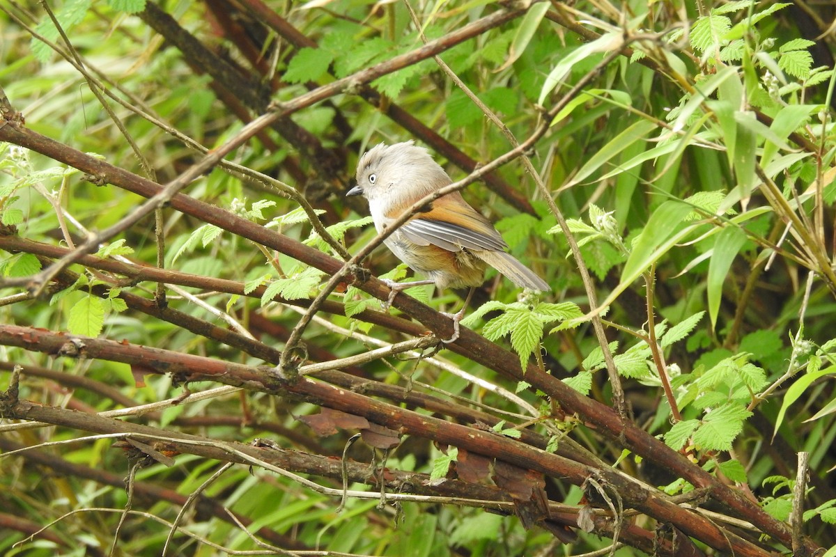 Gray-hooded Fulvetta - ML619987471