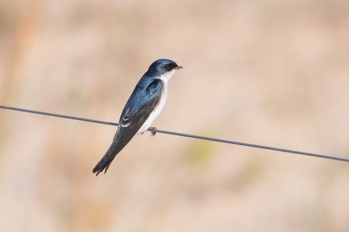 Chilean Swallow - ML619987472