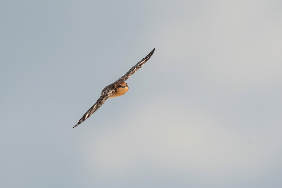 Golondrina Cabecicastaña - ML619987476