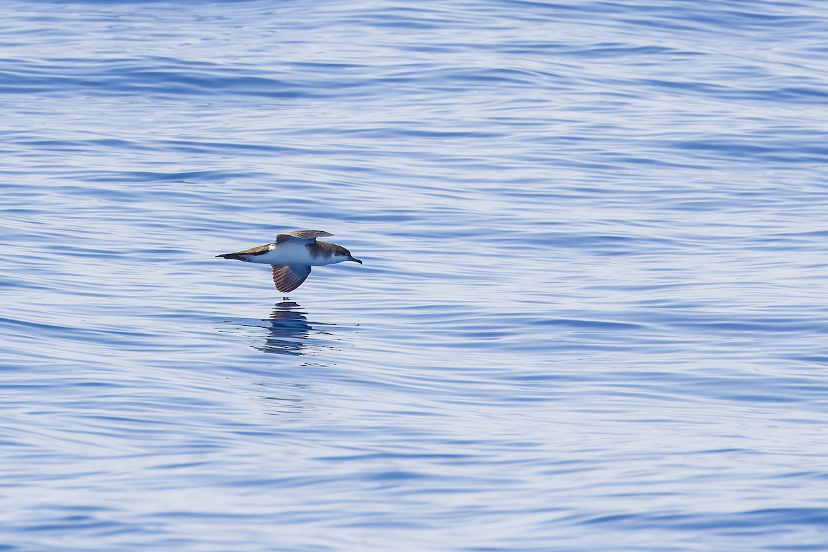 Audubon's Shearwater - ML619987483