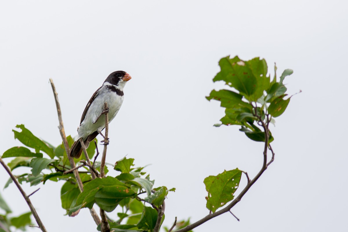White-throated Seedeater - ML619987484