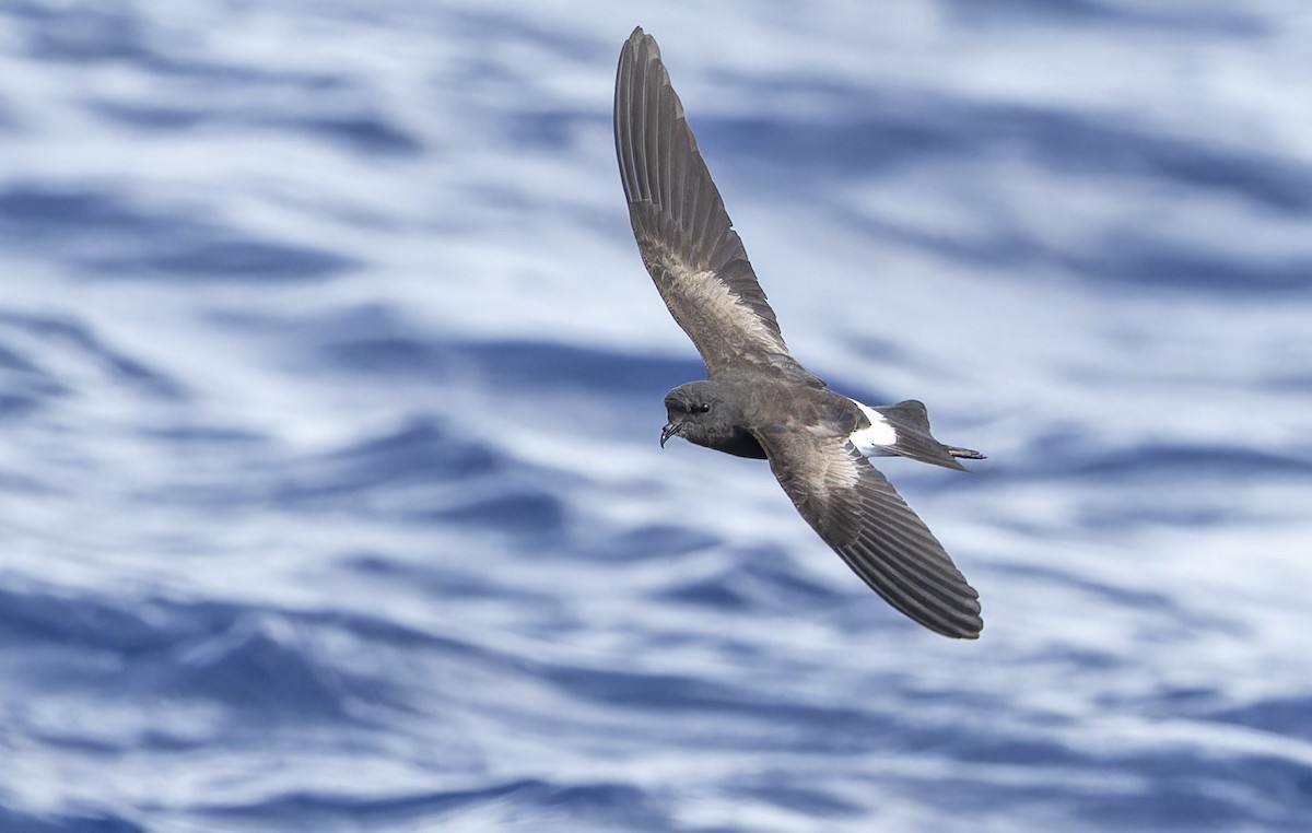 Wilson's Storm-Petrel - ML619987485