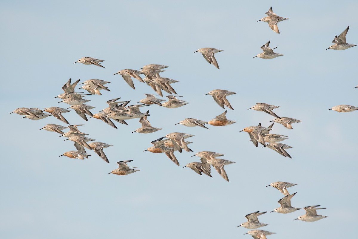 Red Knot - ML619987487