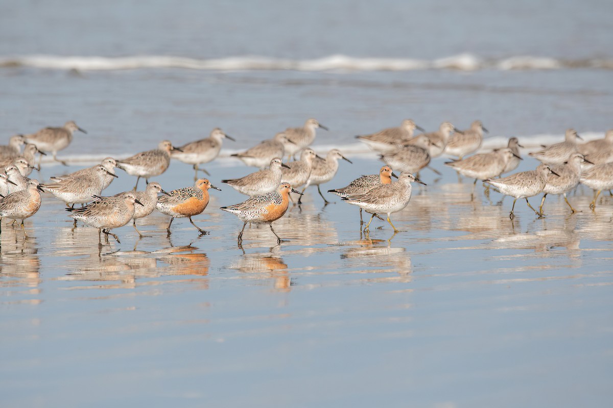 Red Knot - ML619987488