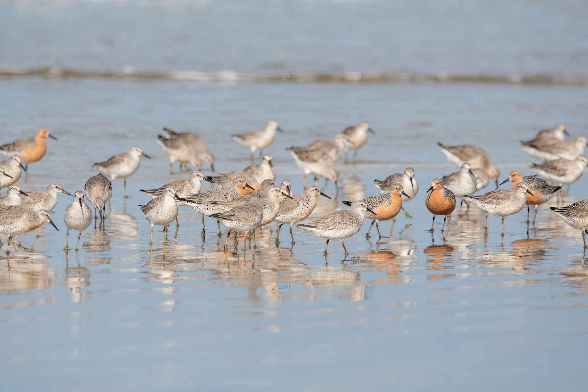 Red Knot - ML619987489