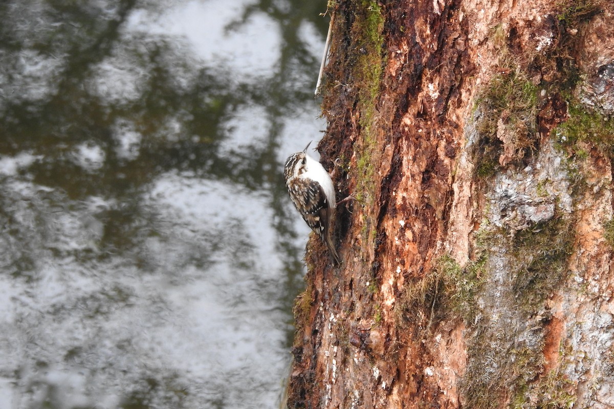 Hodgson's Treecreeper - ML619987491