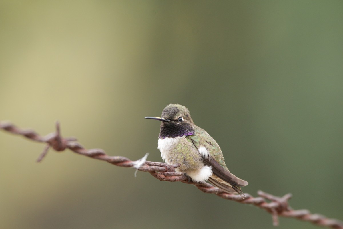 Costa's Hummingbird - ML619987492