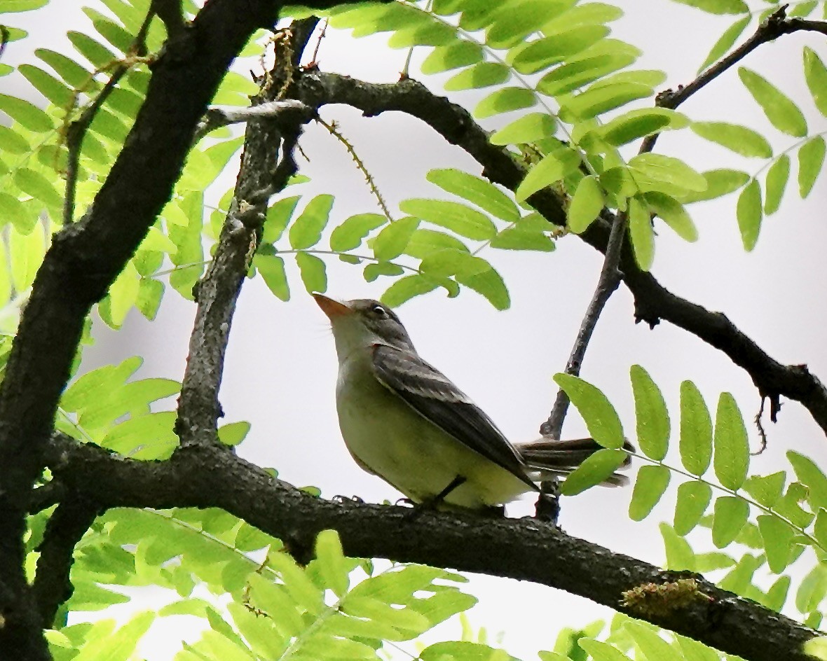 tanımsız Empidonax sp. - ML619987500