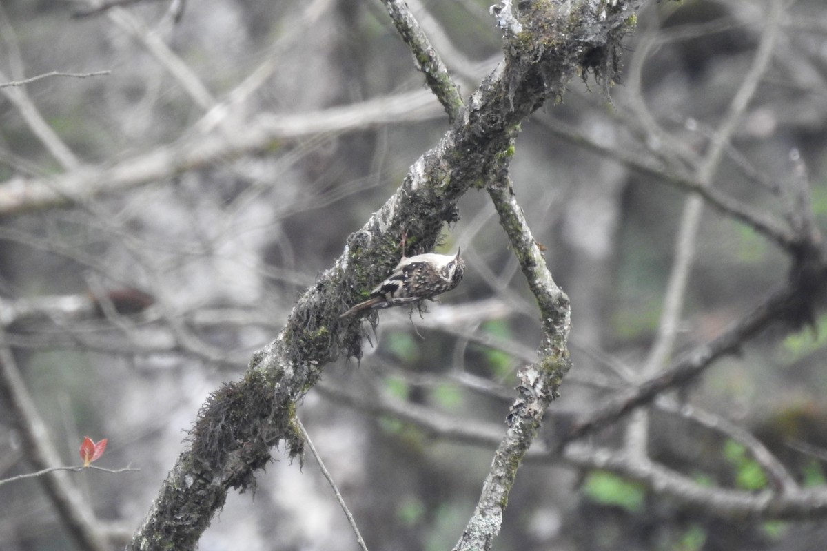 Sichuan Treecreeper - ML619987504