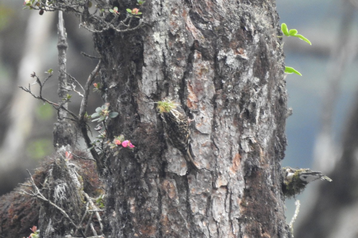 Sichuan Treecreeper - ML619987505