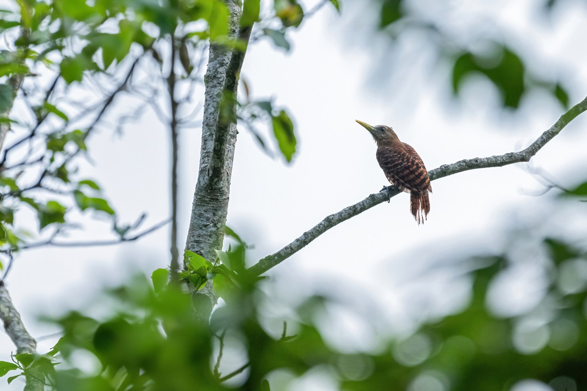 Bay Woodpecker - ML619987509