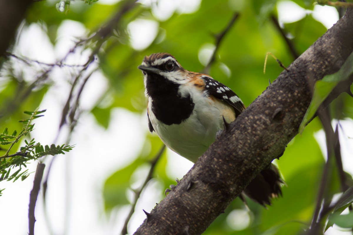 Stripe-backed Antbird - ML619987516