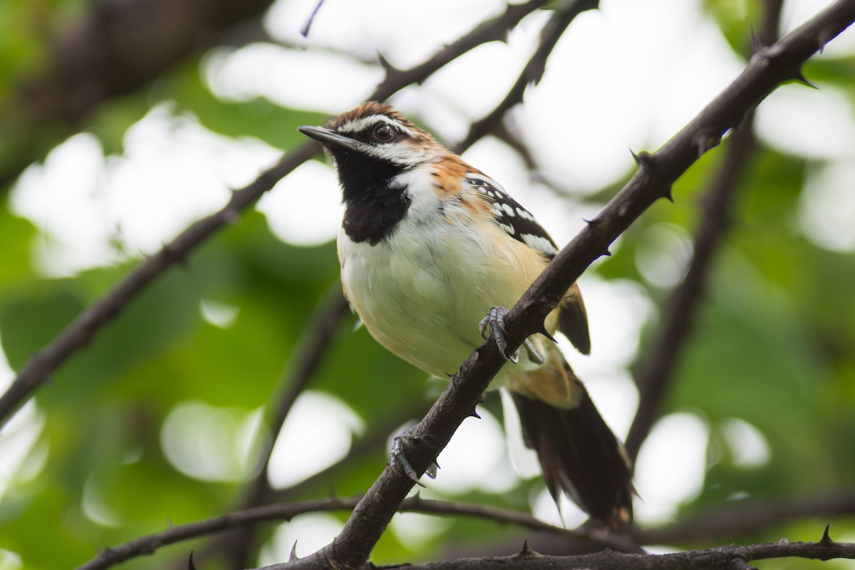 Stripe-backed Antbird - ML619987519