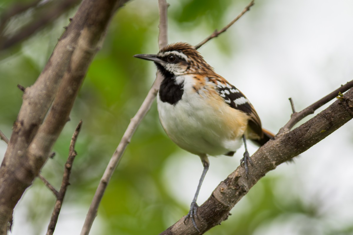 Stripe-backed Antbird - ML619987522