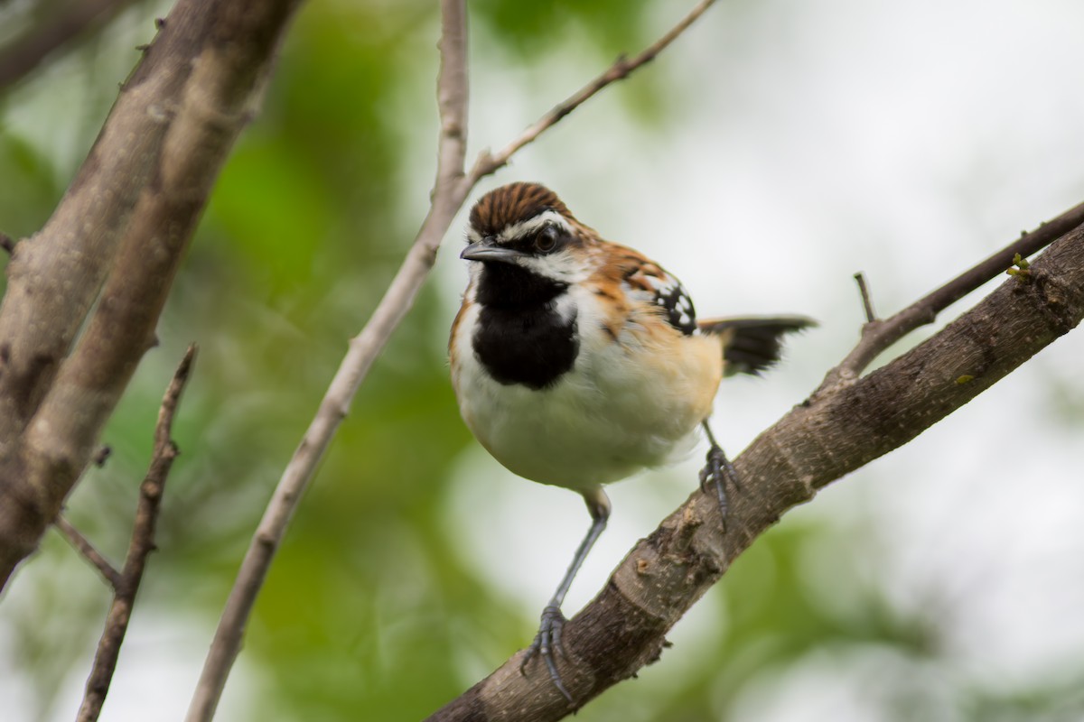 Stripe-backed Antbird - ML619987523